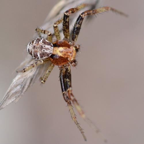 Réf. 280 344 : Xysticus lanio